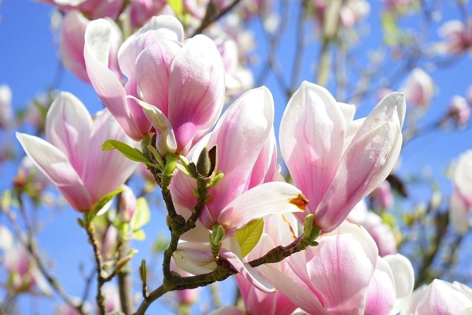 magnolia boom